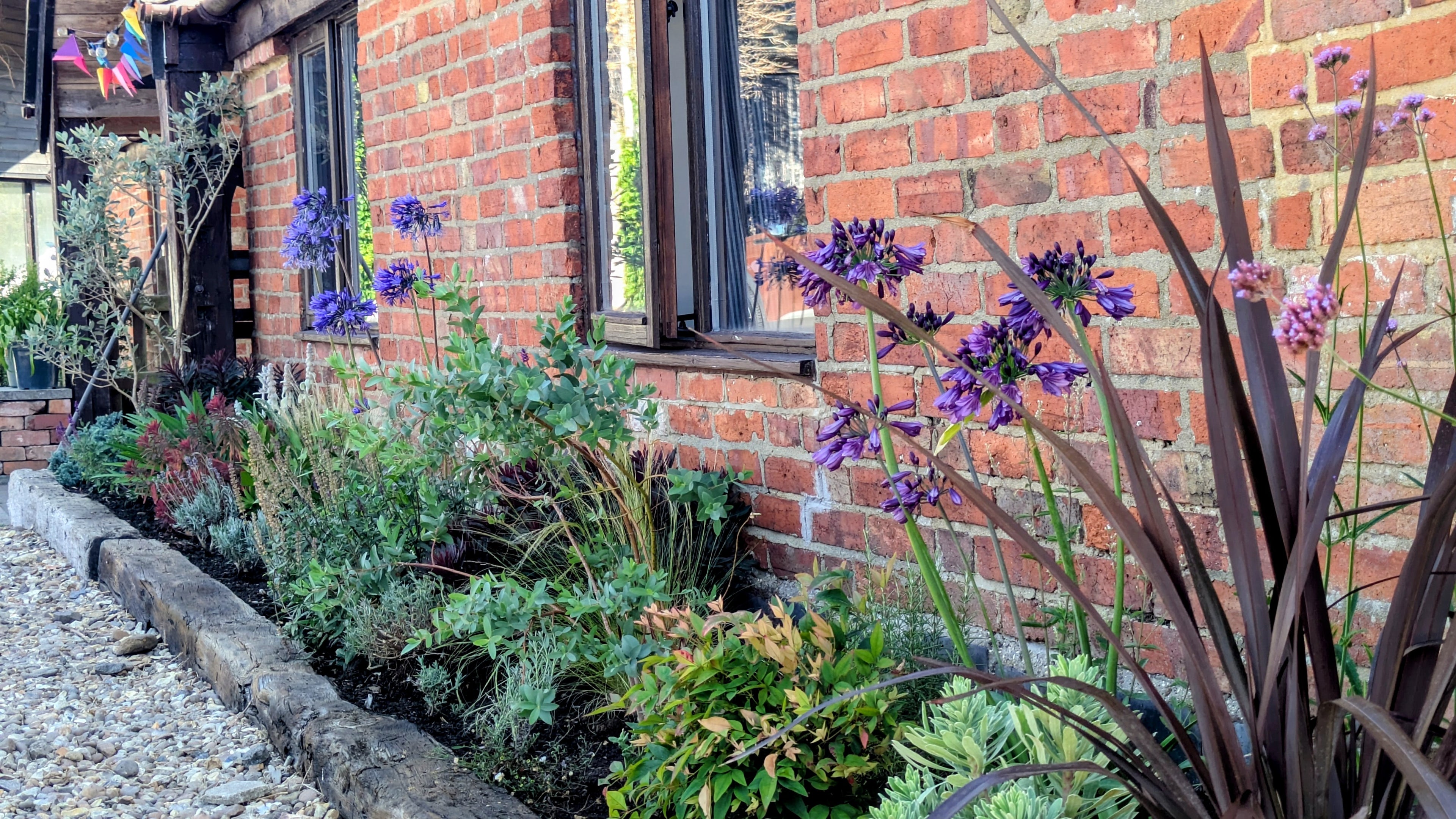 A garden lush yet drought tolerant garden border in front of a red brick house, featuring purple and blue agapanthus flowers, green and blue foliage, and dark ornamental grasses.